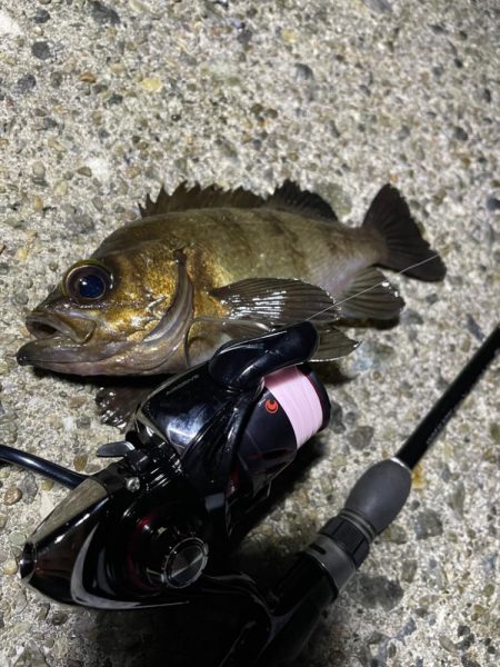 南港メバリング