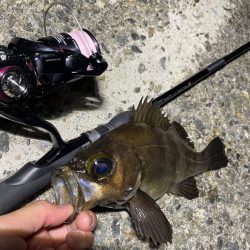 初メバリングで良型メバル!!