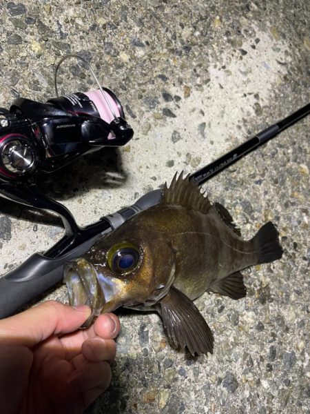 初メバリングで良型メバル!!