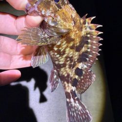 姫路の釣果情報少なくない!?