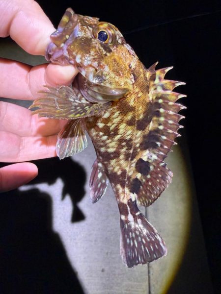 姫路の釣果情報少なくない!?