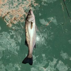 玉網忘れてもうた