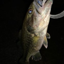 幻のサツキマス