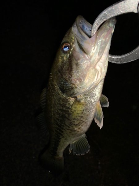 幻のサツキマス