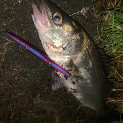 シーバス&チニング