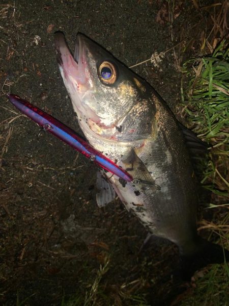 シーバス&チニング