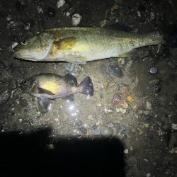 東二見メバル20