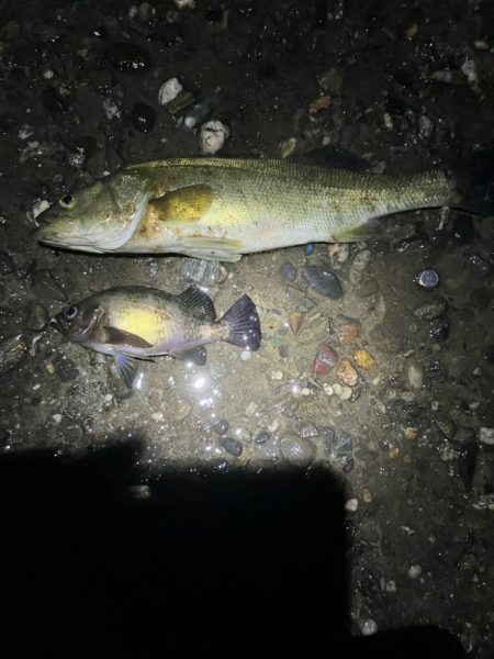 東二見メバル20