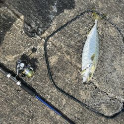 今シーズン初ショアジギでハットトリック