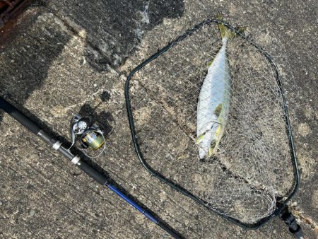 今シーズン初ショアジギでハットトリック