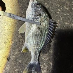 打ちまくられた荒地