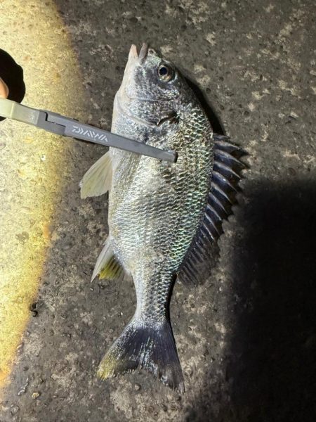 打ちまくられた荒地