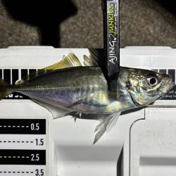 夜な夜なアジング〜