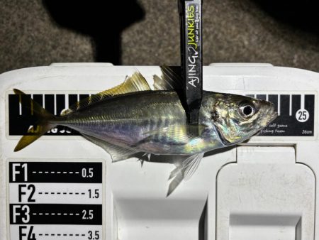 夜な夜なアジング〜