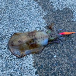 初日がでました。