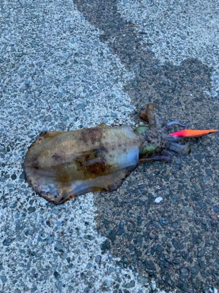 初日がでました。