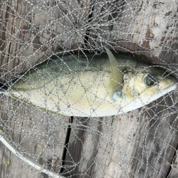 初めてのイシガキダイGET♪