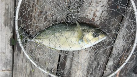 初めてのイシガキダイGET♪