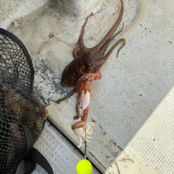 明石タコ釣り