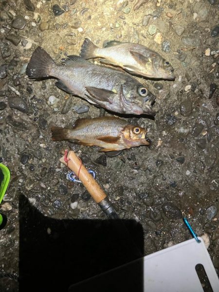 東二見メバル19