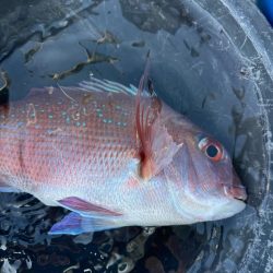 タイラバしたりして4目達成