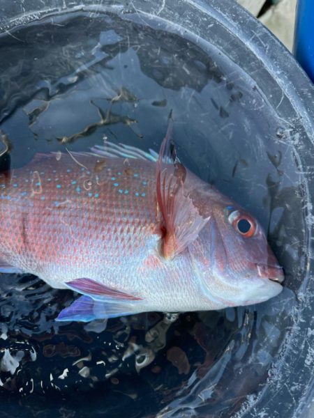 タイラバしたりして4目達成