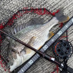 ヘチってきました