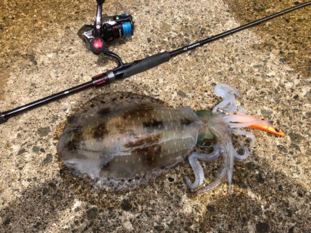 まさかのサイトでキロキャッチ