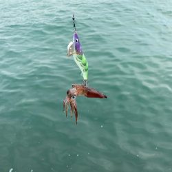 エギングからのアジング