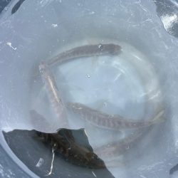 サビキ釣りとノマセ