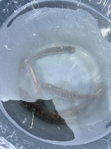 サビキ釣りとノマセ