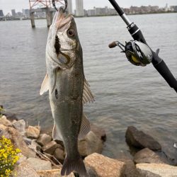 春爆？チニング