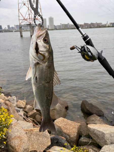 春爆？チニング