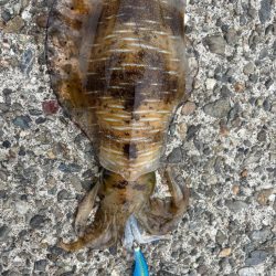 デイエギング 短時間でも釣れた