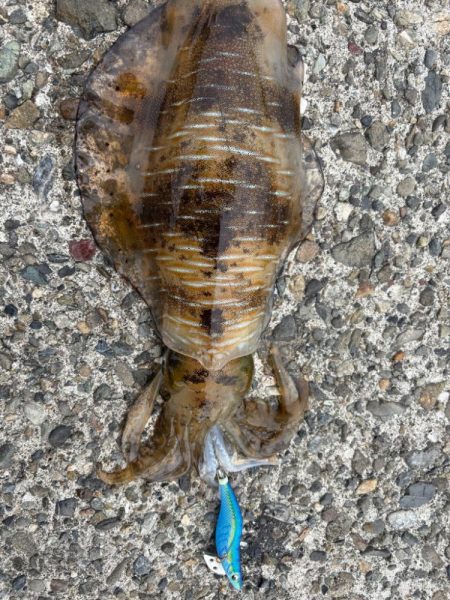 デイエギング　短時間でも釣れた