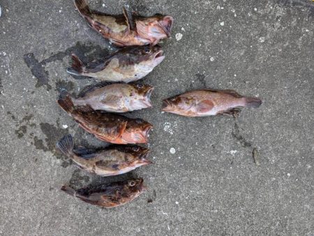 ジグヘッドでボトムゲーム