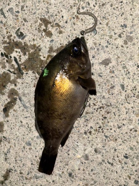 ライトメバリング