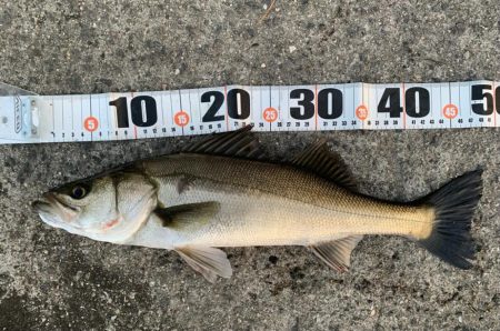 朝マヅメシーバス2匹