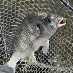 チニング　小潮　淀川　晴れ