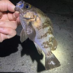 初夏のメバリング