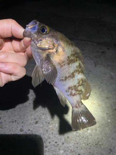 初夏のメバリング