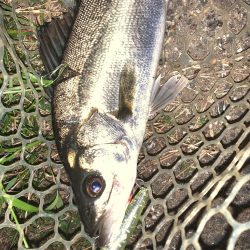 紀ノ川のシーバス