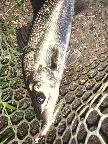 紀ノ川のシーバス