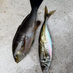 大原沖、LTイサキ