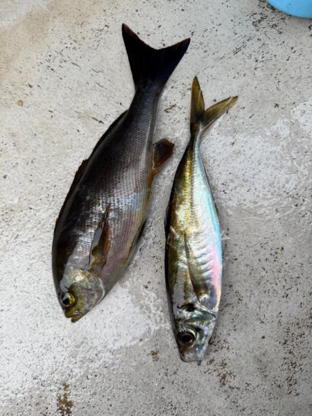 大原沖、LTイサキ