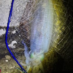 春イカ 3キロゲット