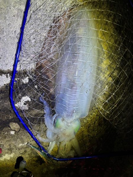 春イカ 3キロゲット