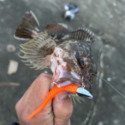 久しぶりのアコウ調査