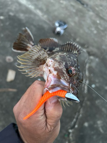 久しぶりのアコウ調査