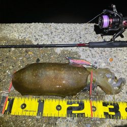 春アオリ🦑!開幕!!(^o^)/